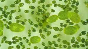 Wolfia инспекторат-аквариумно осветление на снимки.